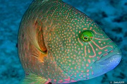 Cheilinus trilobatus Vieille a queue triple-Currieuse Coral Garden-6m-20190613-Denis-ADER-DSC_9575_tn